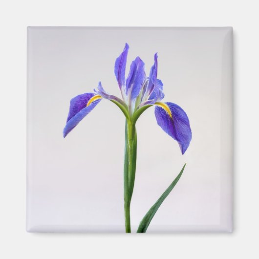 Blumen | Lila Iris-Blume Magnet (Vorne)