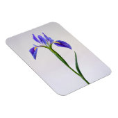 Blumen | Lila Iris-Blume Magnet (Rechte Seite)