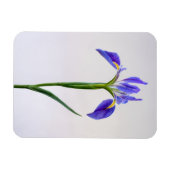 Blumen | Lila Iris-Blume Magnet (Horizontal)