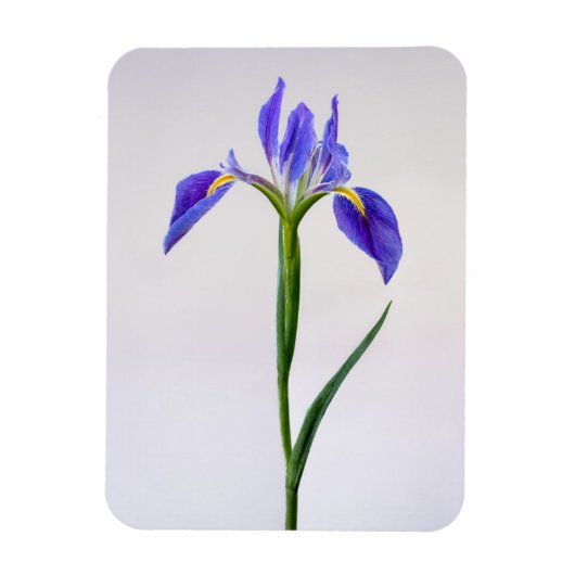 Blumen | Lila Iris-Blume Magnet (Vertikal)