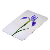 Blumen | Lila Iris-Blume Magnet (Linke Seite)