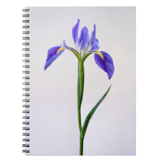 Blumen | Lila Iris-Blume Notizblock (Vorderseite)