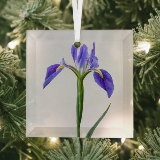 Blumen | Lila Iris-Blume Ornament Aus Glas (Insitu)