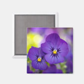 Blumen | LILA STIEFMÜTTERCHEN Magnet (Vorderseite/Rückseite)