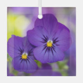 Blumen | LILA STIEFMÜTTERCHEN Ornament Aus Glas (Vorderseite)