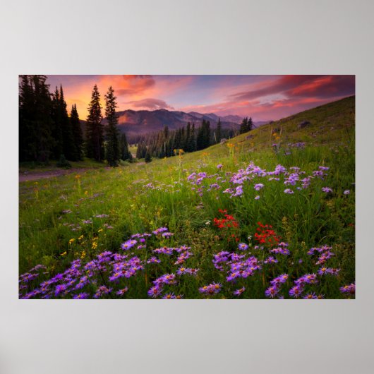 Blumen | Lila Wildblumen Colorado Poster (Vorne)