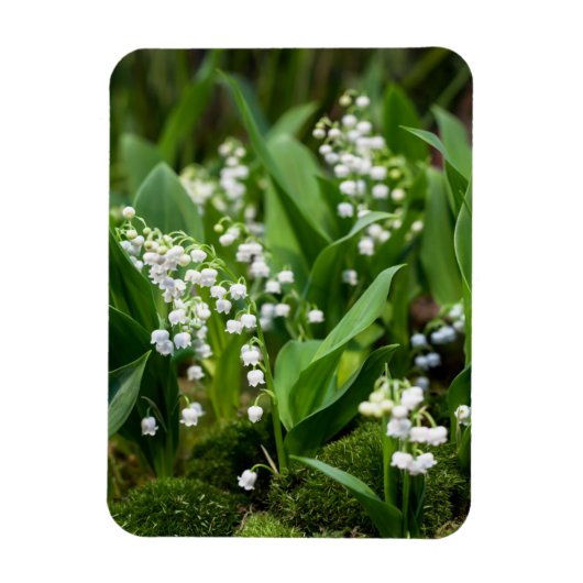 Blumen | Lily of the Valley Schweden Magnet (Vertikal)
