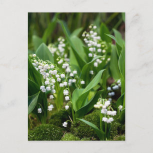 Blumen   Lily of the Valley Schweden Postkarte