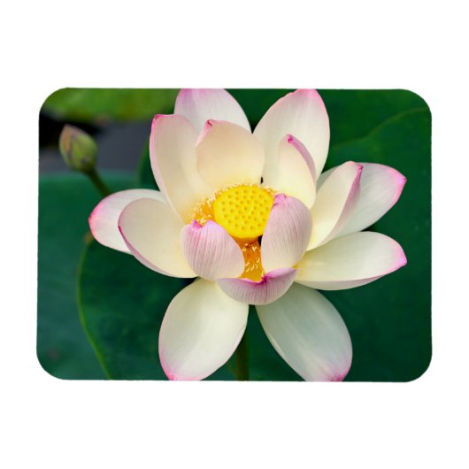 Blumen | Lotus Water Blume Magnet (Horizontal)