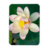 Blumen | Lotus Water Blume Magnet (Vertikal)