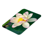 Blumen | Lotus Water Blume Magnet (Linke Seite)