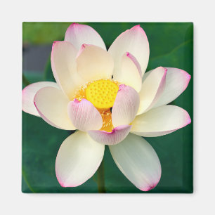 Blumen Lotus Water Blume Magnet