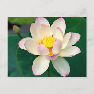 Blumen Lotus Water Blume Postkarte