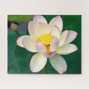 Blumen   Lotus Water Blume Puzzle