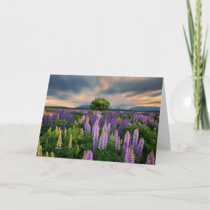 Blumen Lupinefeld in Neuseeland Karte