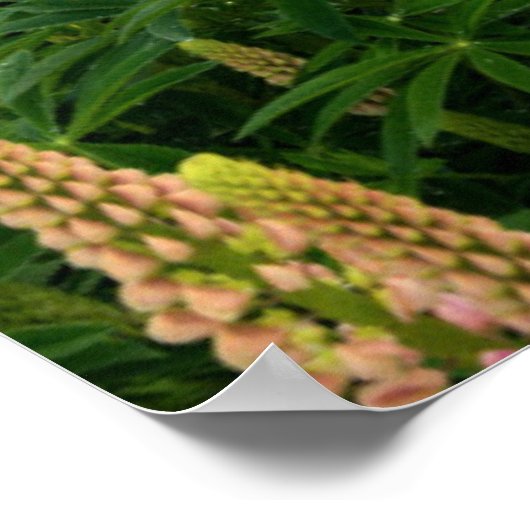 Blumen | Lupinefeld in Neuseeland Poster (Ecke)