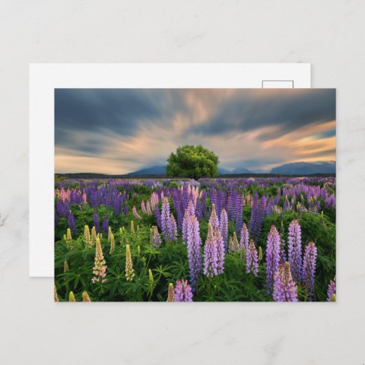 Blumen | Lupinefeld in Neuseeland Postkarte (Vorne/Hinten)