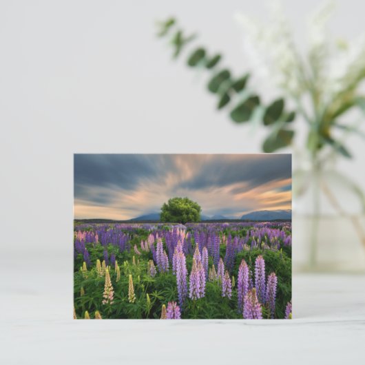 Blumen | Lupinefeld in Neuseeland Postkarte (Stehend Vorderseite)