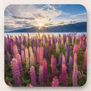 Blumen Lupinen Neuseeland Getränkeuntersetzer