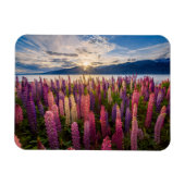 Blumen | Lupinen Neuseeland Magnet (Horizontal)