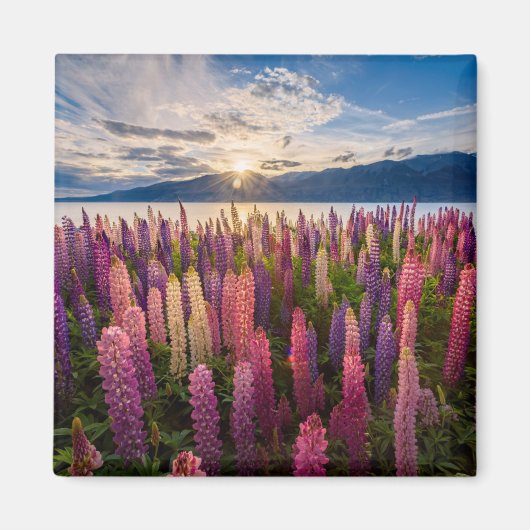 Blumen | Lupinen Neuseeland Magnet (Vorne)