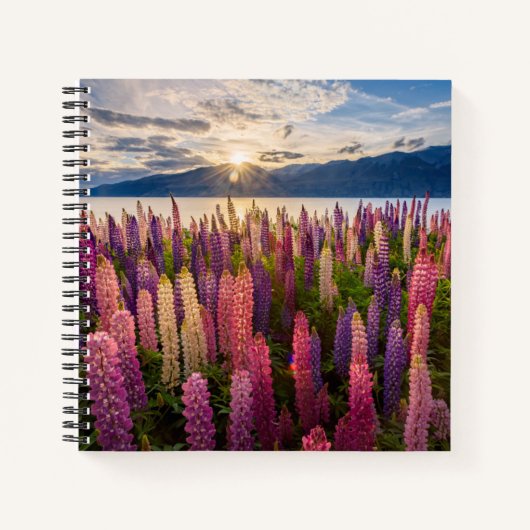 Blumen | Lupinen Neuseeland Notizblock (Vorderseite)