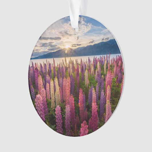 Blumen | Lupinen Neuseeland Ornament (Vorderseite)