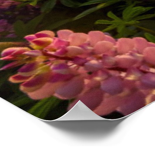 Blumen | Lupinen Neuseeland Poster (Ecke)