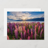 Blumen | Lupinen Neuseeland Postkarte (Vorne/Hinten)