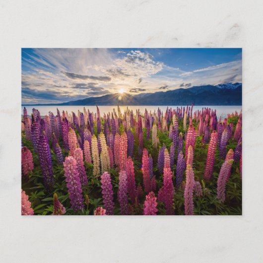 Blumen | Lupinen Neuseeland Postkarte (Vorderseite)