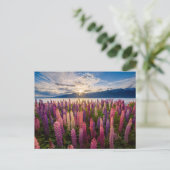 Blumen | Lupinen Neuseeland Postkarte (Stehend Vorderseite)