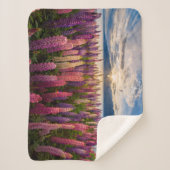 Blumen | Lupinen Neuseeland Sherpadecke (Vorderseite)