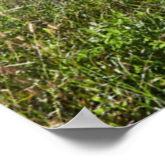 Blumen | Madeira Island Portugal Poster (Ecke)