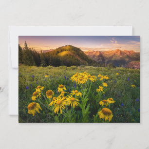 Blumen   Mountain Meadow Crested Butte Colorado Dankeskarte