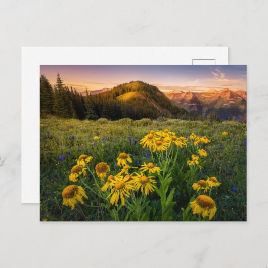 Blumen | Mountain Meadow Crested Butte Colorado Postkarte (Vorne/Hinten)