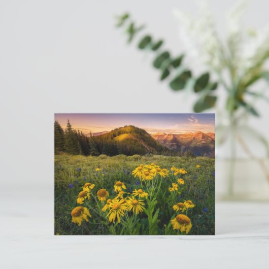 Blumen | Mountain Meadow Crested Butte Colorado Postkarte (Stehend Vorderseite)