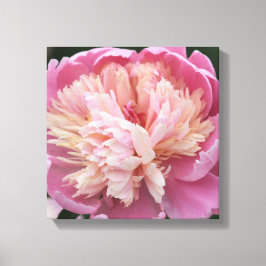 Blumen-nahes hohes - in der Blüte - Rosa Leinwanddruck