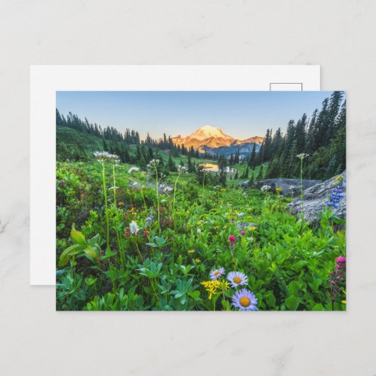 Blumen | Nationalpark Rainier Postkarte (Vorne/Hinten)