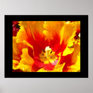 Blumen-Natur-Fine-Art-Drucke Gelbe Rote Tulpe Poster