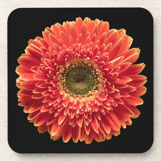 Blumen | Orange Gerbera Daisy Getränkeuntersetzer (Vorderseite)