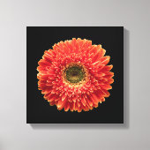 Blumen | Orange Gerbera Daisy Leinwanddruck (Vorderseite)