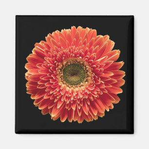 Blumen Orange Gerbera Daisy Magnet