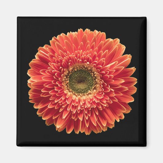 Blumen | Orange Gerbera Daisy Magnet (Vorne)