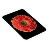 Blumen | Orange Gerbera Daisy Magnet (Rechte Seite)