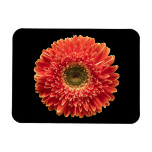 Blumen Orange Gerbera Daisy Magnet