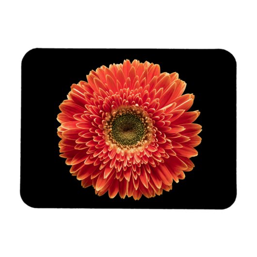 Blumen | Orange Gerbera Daisy Magnet (Horizontal)