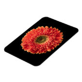 Blumen | Orange Gerbera Daisy Magnet (Linke Seite)