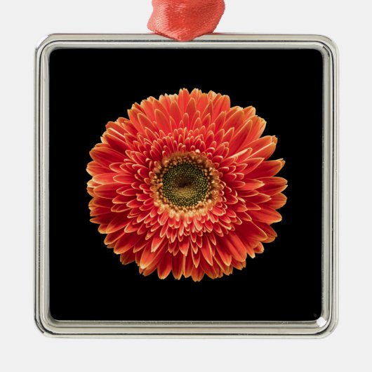 Blumen | Orange Gerbera Daisy Ornament Aus Metall (Vorne)