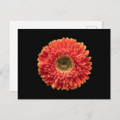 Blumen | Orange Gerbera Daisy Postkarte (Vorne/Hinten)