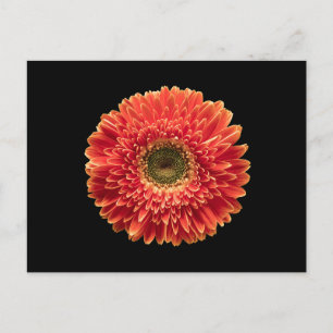 Blumen   Orange Gerbera Daisy Postkarte